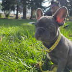 Un Bantam Bulldog assis sur une surface gazonn&eacute;e et portant un collier autour du cou 
