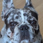 Gros plan d'un Bantam Bulldog au pelage bicolore regardant la cam&eacute;ra 