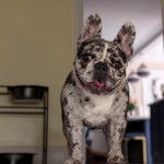 Un Bantam Bulldog au pelage bicolore, se tenant &agrave; quatre pattes et regardant la cam&eacute;ra