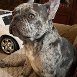 Un Bantam Bulldog au pelage bicolore, assis sur un canap&eacute; et semblant d&eacute;tendu 