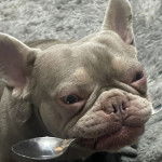 Gros plan d'un Bantam Bulldog tenant une cuill&egrave;re dans sa gueule 