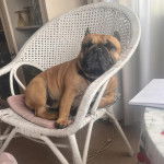 Un Bantam Bulldog au pelage fauve, assis dans une chaise et portant un n&oelig;ud  autour du cou 