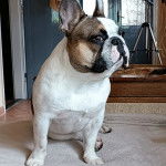 Un Bantam Bulldog au pelage bicolore, assis et regardant la cam&eacute;ra 