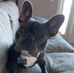 Un Bantam Bulldog au pelage bicolore, assis sur un canap&eacute; et portant un collier autour du cou