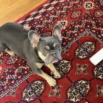 Un Bantam Bulldog au pelage bicolore, allong&eacute; sur un tapis et regardant la cam&eacute;ra 