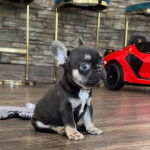 Un chiot Bantam Bulldog au pelage bicolore, assis sur un plancher et regardant la cam&eacute;ra 