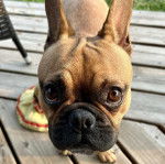 Gros plan d'un Bantam Bulldog au pelage fauve, levant les yeux vers le haut 