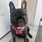 Un Bantam Bulldog au pelage bicolore, assis devant un porte et portant un harnais 