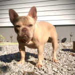 Un Bantam Bulldog au pelage fauve, sur des gravillons et portant un collier autour du cou 