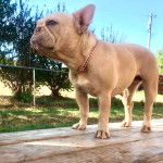 Un Bantam Bulldog sur un plancher et portant un collier autour du cou 