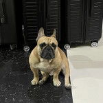 Un Bantam Bulldog au pelage fauve, assis sur un sol carrel&eacute; et regardant la cam&eacute;ra 