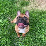 Un Bantam Bulldog au pelage bicolore, assis sur une surface herbac&eacute;e et tirant la langue 