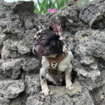 Un Bantam Bulldog au pelage bicolore, assis sur un rocher et portant un harnais 