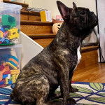 Profil d'un Bantam Bulldog au pelage bicolore, assis sur un tapis