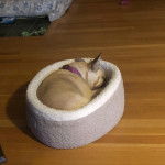 Un Bantam Bulldog au pelage fauve, allong&eacute; dans un panier et portant un collier autour du cou 