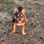 Un Bantam Bulldog au pelage bicolore, sur une surface herbac&eacute;e et tirant la langue