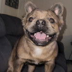 Un Bantam Bulldog au pelage bicolore, sur un canap&eacute; et ayant la gueule ouverte 