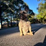 Un Bantam Bulldog au pelage fauve, assis sur une route et portant un collier autour du cou