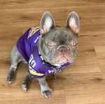 Un Bantam Bulldog au pelage bicolore, assis sur un plancher et portant un habit 
