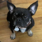 Un Bantam Bulldog au pelage bicolore, assis sur un plancher et portant un collier autour du cou 