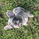 Un Bantam Bulldog au pelage bicolore, assis sur une surface herbac&eacute;e et regardant la cam&eacute;ra 