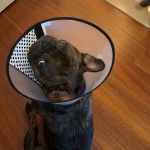 Un Bantam Bulldog au pelage bicolore, assis sur un plancher et portant un carcan 