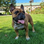 Un Bantam Bulldog au pelage bicolore, sur une surface gazonn&eacute;e et portant un collier autour du cou