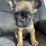 Un Bantam Bulldog au pelage bicolore, assis sur un canap&eacute; et regardant la cam&eacute;ra 