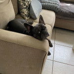 Un Bantam Bulldog au pelage bicolore, allong&eacute; sur un canap&eacute; et regardant la cam&eacute;ra 