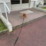 Un Bantam Bulldog au pelage fauve, sur une surface terrass&eacute;e et qui est tenu en laisse 