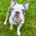 Un Bantam Bulldog au pelage bicolore, marchant sur une surface herbac&eacute;e et portant un collier autour du cou