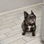 Un Bantam Bulldog au pelage bicolore, assis sur un sol carrel&eacute; et portant un collier autour du cou 