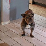 Un Bantam Bulldogau pelage bicolore, sur un sol carrel&eacute; et regardant le plafond