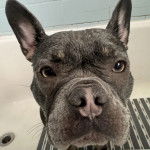 Gros plan d'un Bantam Bulldog au pelage bicolore regardant la cam&eacute;ra 