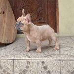 Un Bantam Bulldog au pelage bicolore, se tenant &agrave; quatre pattes devant une porte