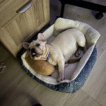 Un Bantam Bulldog au pelage bicolore, allong&eacute; dans un panier et portant un collier autour du cou 