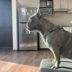 Profil d'un Bantam Bulldog assis sur un canap&eacute; et portant un harnais 