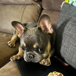 Un Bantam Bulldog au pelage bicolore, allong&eacute; sur un canap&eacute; et semblant d&eacute;tendu 