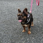 Un Bantam Bulldog au pelage bicolore, sur des gravillons et qui est tenu en laisse 