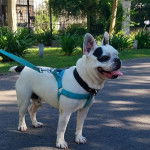 Un Bantam Bulldog au pelage bicolore, sur une route et portant un harnais 