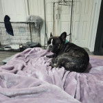 Un Bantam Bulldog au pelage bicolore, allong&eacute; sur un lit et regardant la cam&eacute;ra 