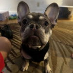 Un Bantam Bulldog au pelage bicolore, assis et portant un harnais 