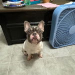 Un Bantam Bulldog au pelage bicolore, assis sur un sol carrel&eacute; et regardant la cam&eacute;ra