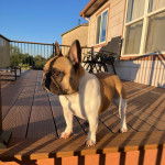 Un Bantam Bulldog au pelage bicolore, se tenant &agrave; quatre pattes sur un plancher