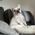 Un Bantam Bulldog au pelage blanc, assis sur un canap&eacute; et regardant la cam&eacute;ra 