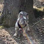 Un Bantam Bulldog au pelage bicolore, sur une surface rocailleuse et qui est tenu en laisse