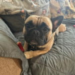 Un Bantam Bulldog au pelage bicolore, allong&eacute; sur un canap&eacute; et portant un collier autour du cou