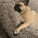 Un Bantam Bulldog allong&eacute; dans un panier et semblant dormir