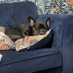 Un Bantam Bulldog au pelage bicolore, allong&eacute; sur un canap&eacute; et semblant dormir