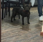 Un Bantam Bulldog au pelage bicolore, sur un parquet et portant un collier autour du cou 